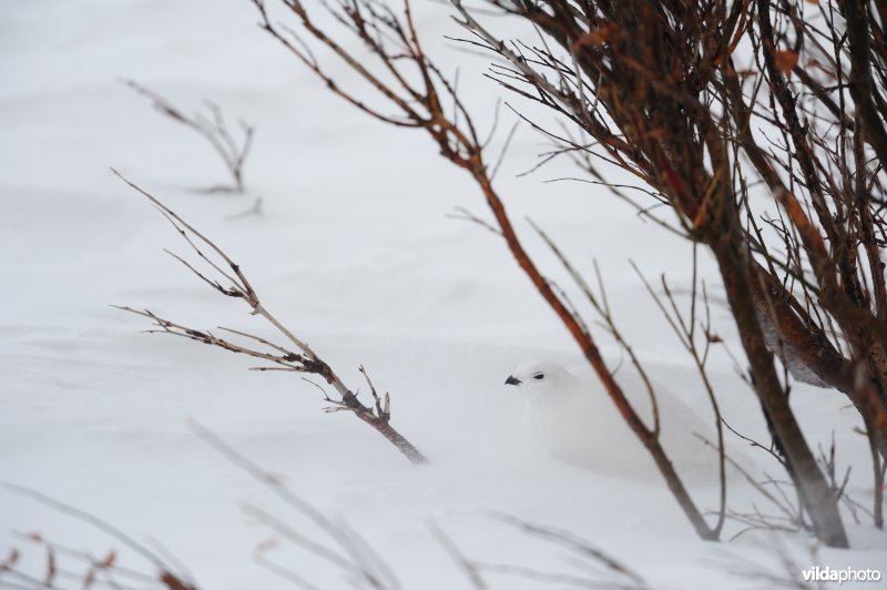 Moerassneeuwhoen in de sneeuw