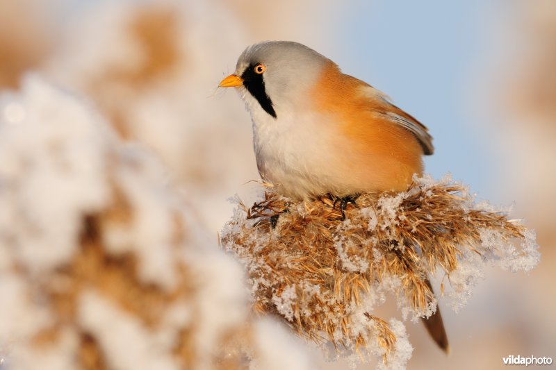 Baardmannetje in berijpte rietkraag
