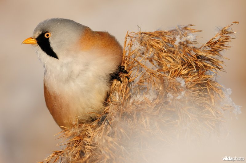 Baardmannetje in berijpte rietkraag