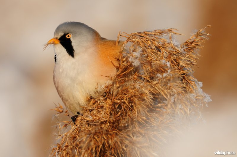 Baardmannetje in berijpte rietkraag