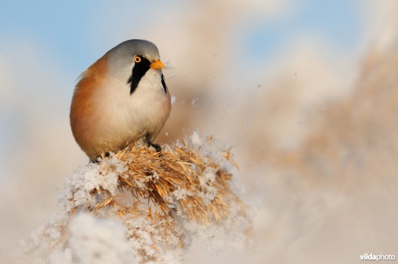Baardmannetje in berijpte rietkraag