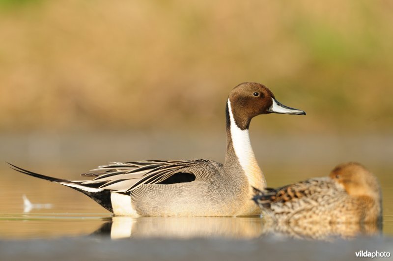 Koppeltje Pijlstaart