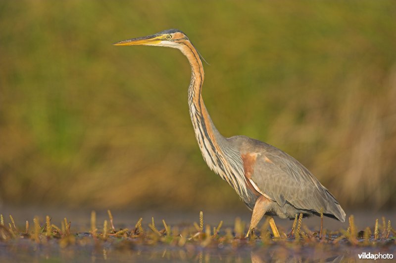 Purperreiger