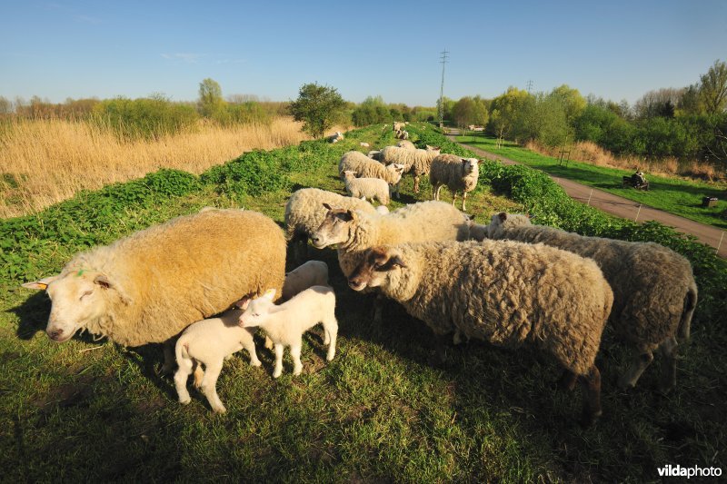 Dijkbegrazing langs de Durme