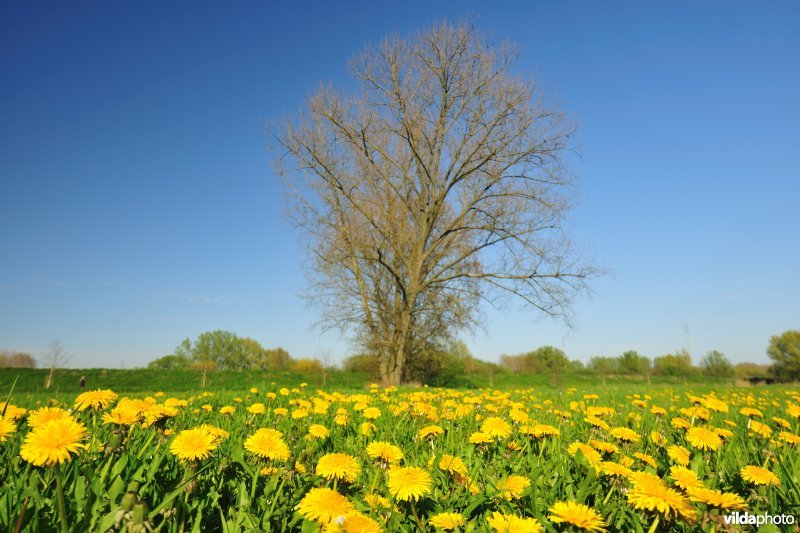 Weijmeerbroek