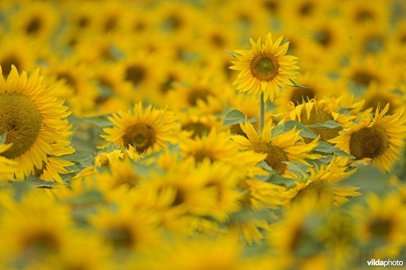 Veld Zonnebloemen