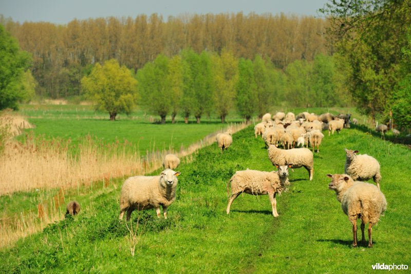 Bergenmeersen