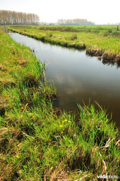 Scherenmeersen