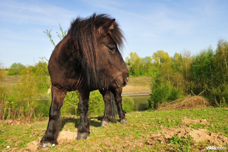 Begrazing op de kanaalbermen