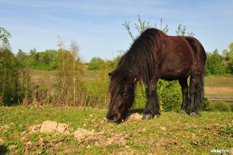 Begrazing op de kanaalbermen