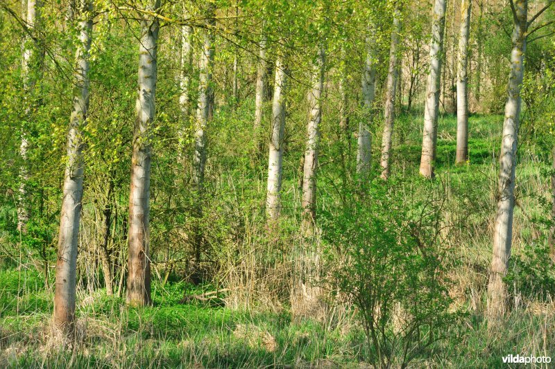 Vlassenbroekse polders