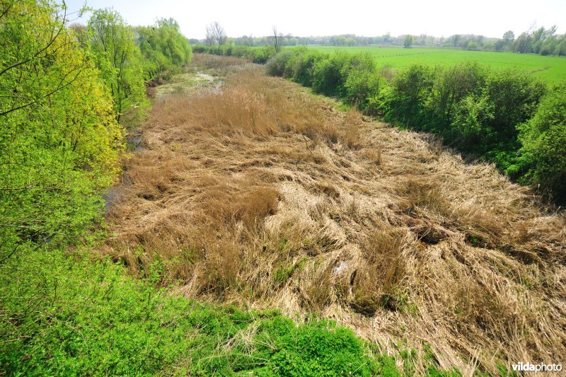 Dijlemeander