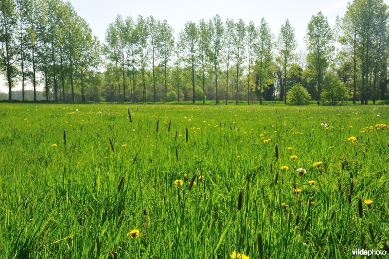 Hooilanden langs de Grote Nete