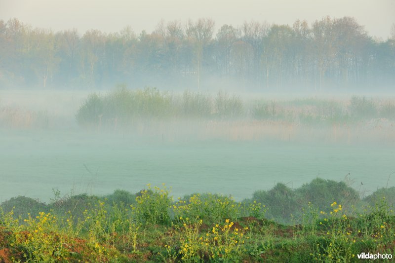 Ochtendnevel in de KBR-polder