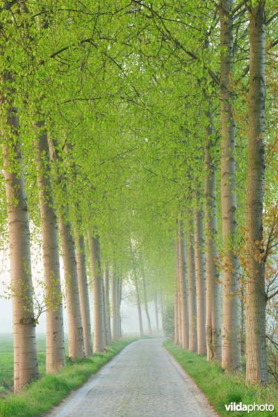 Populierendreef in de KBR-polder