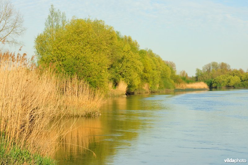 Zoetwaterschorren van de Durme