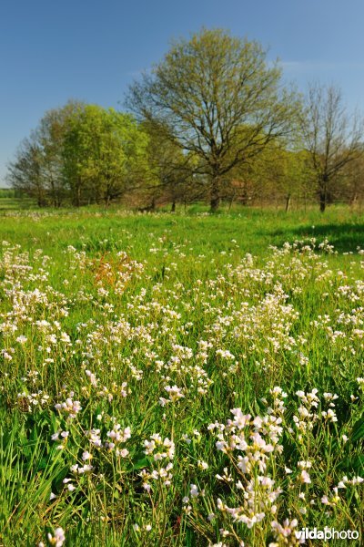 Hooilanden langs de Grote Nete