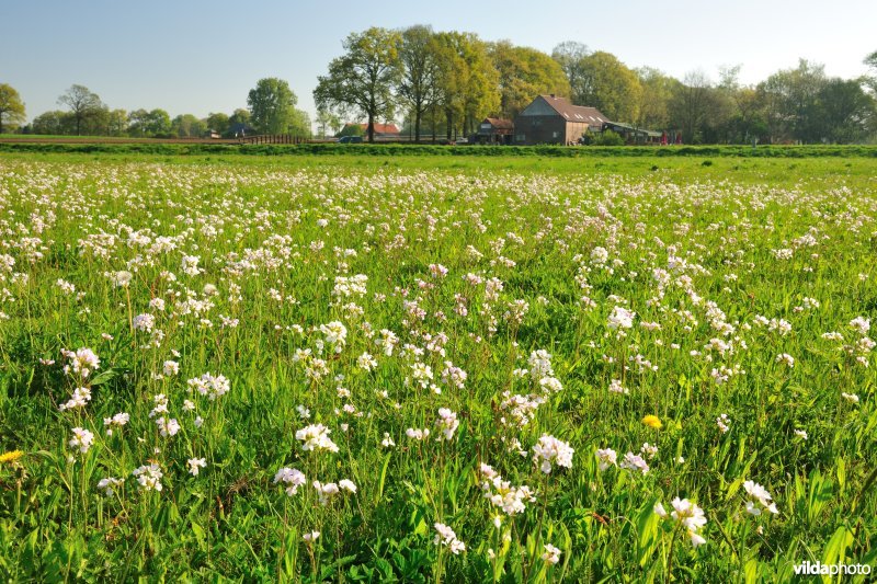 Hooilanden langs de Grote Nete