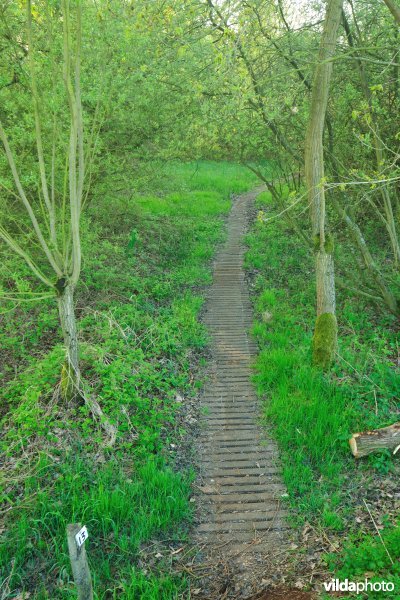 Knuppelpad in het Zammelsbroek