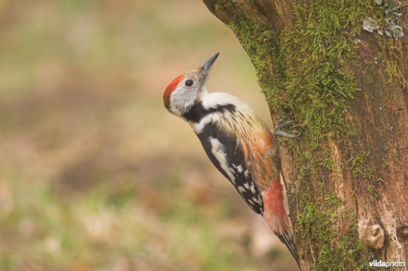 Middelste bonte specht