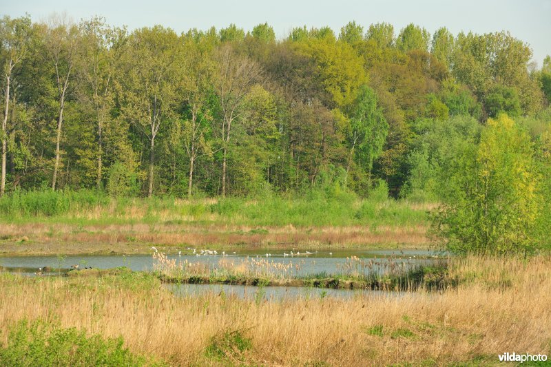 Schiphoekpolder