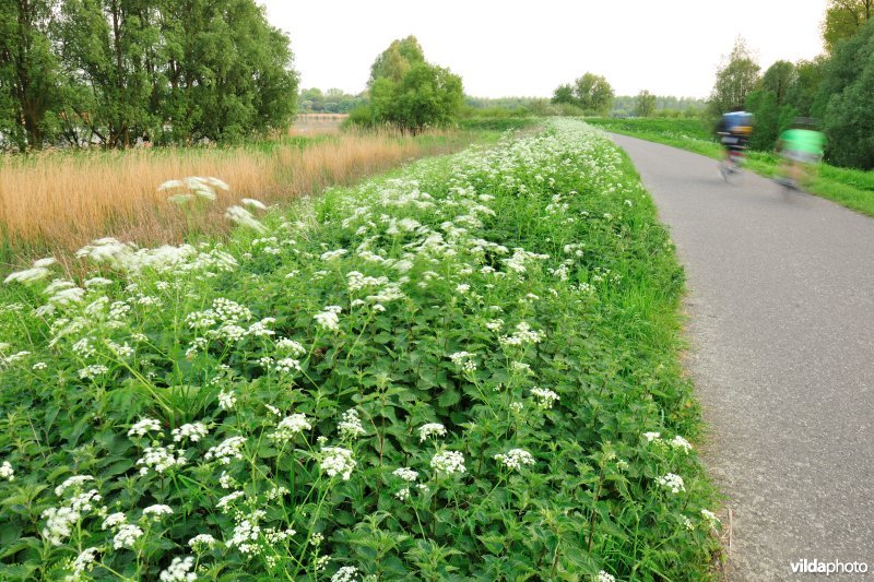 Scheldedijk aan het Kijkverdriet