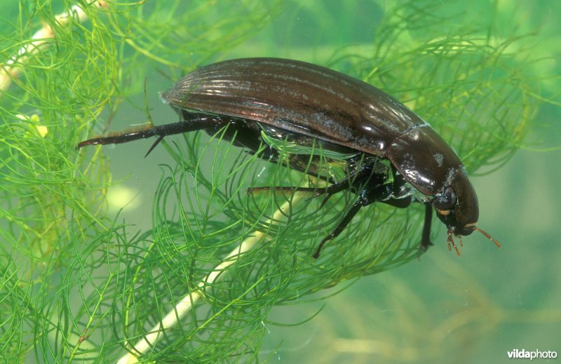 Grote spinnende watertor