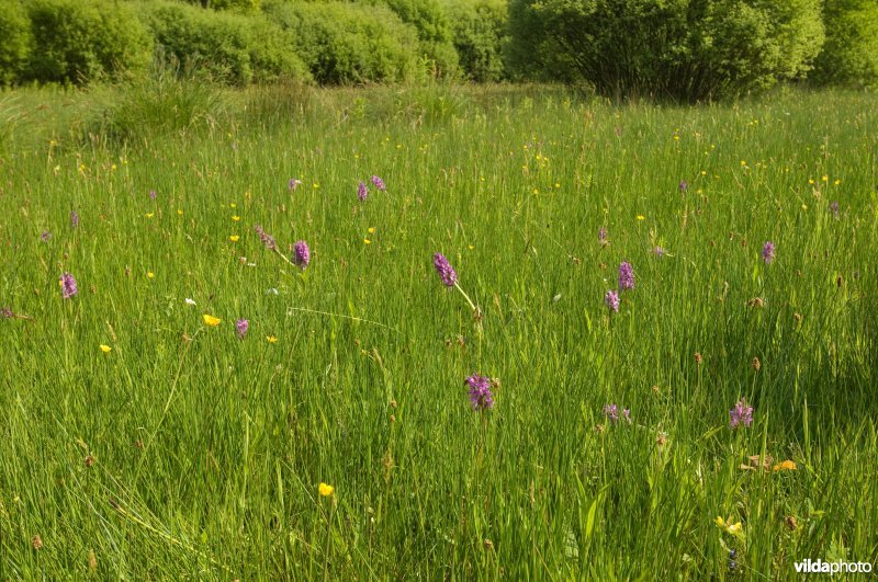 Brede orchis in grasland