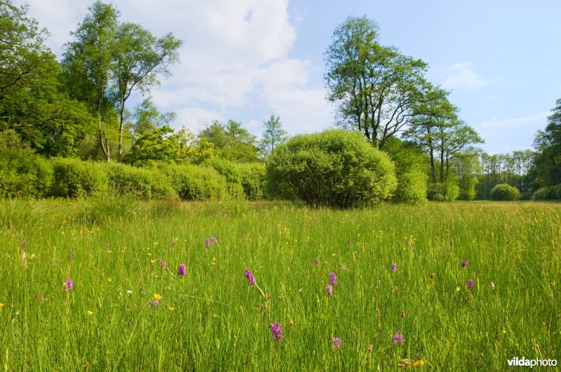 Brede orchis in grasland