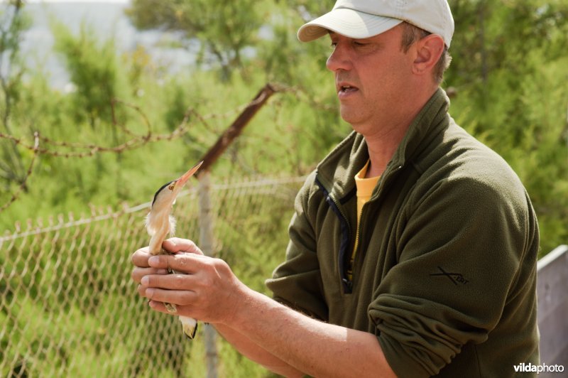 Woudaapje herkrijgt vrijheid