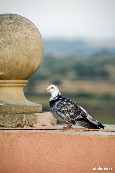 Een postduif op een hoog gebouw in Malta