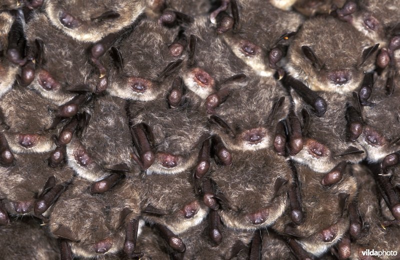 Capaccini's vleermuis