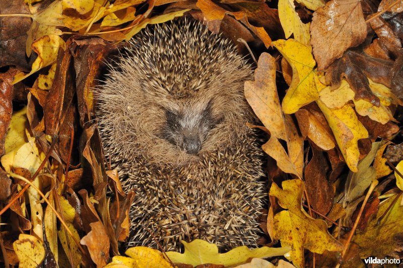 Egel in winterslaap