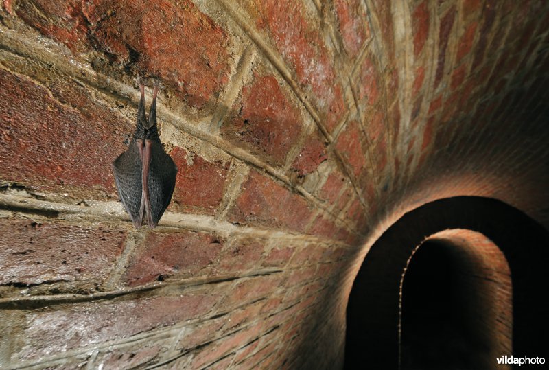 Kleine hoefijzerneus in winterslaap in een fort