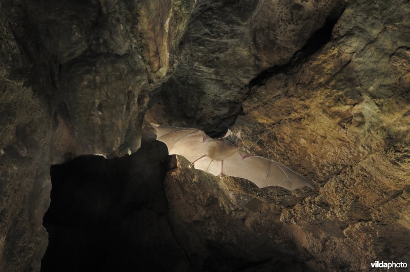 Grote hoefijzerneus verlaat zijn grot