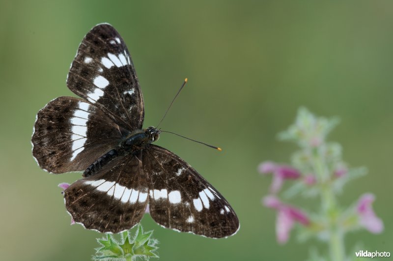 Kleine ijsvogelvlinder op bosandoorn