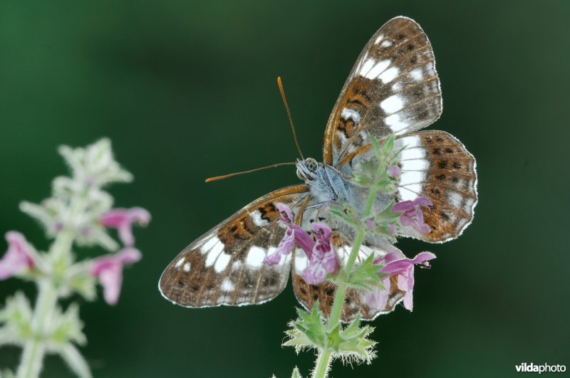 Kleine ijsvogelvlinder op bosandoorn