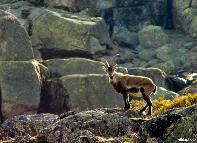 Iberische steenbok