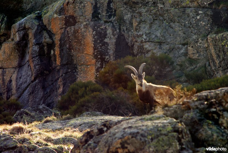 Iberische steenbok