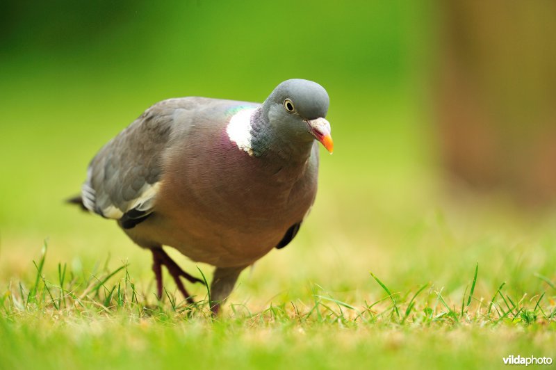 Houtduif