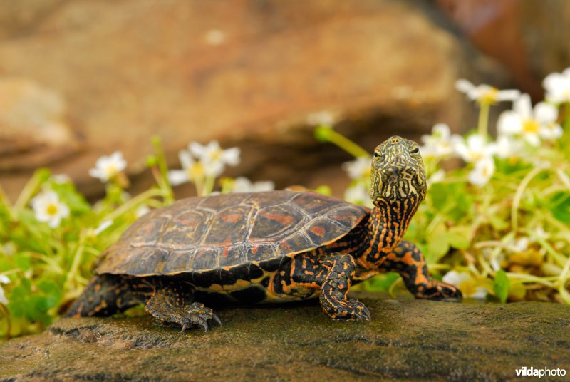 Moorse beekschildpad