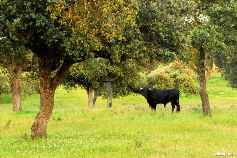 Stier in dehesa