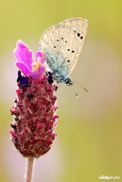 Spaans bloemenblauwtje op kuiflavendel