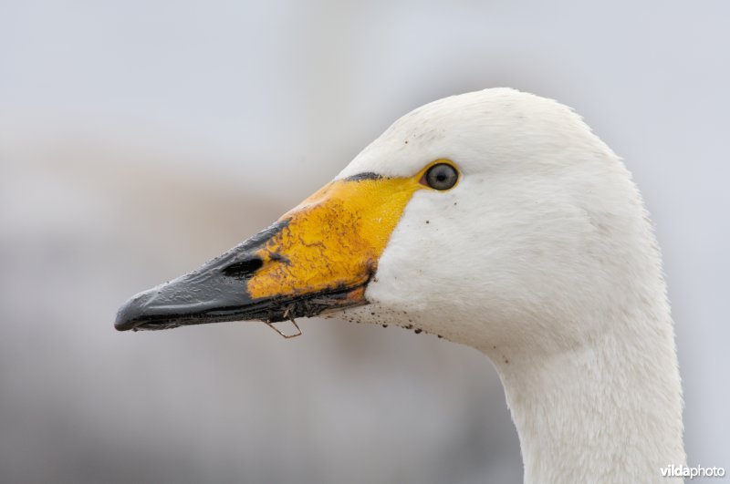 Portret van Wilde zwaan