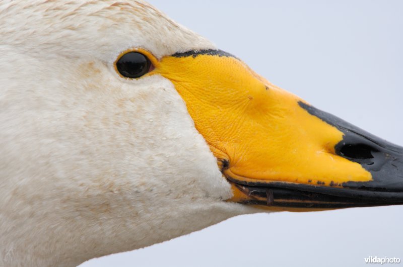 Portret van Wilde zwaan