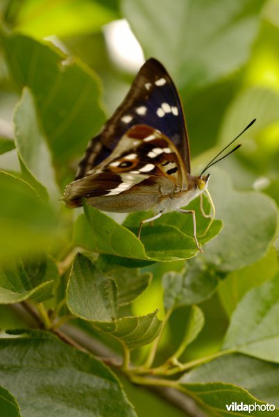 Grote weerschijnvlinder