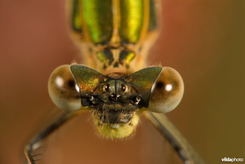 Gewone Pantserjuffer