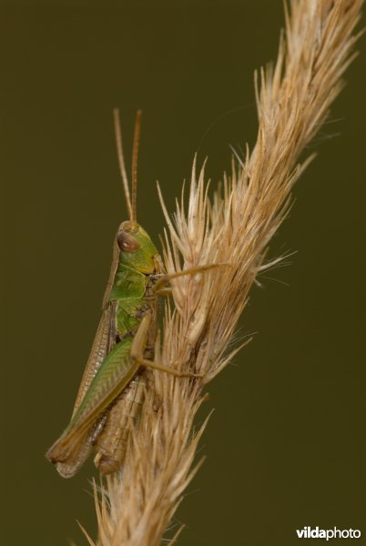 Weidesprinkhaan