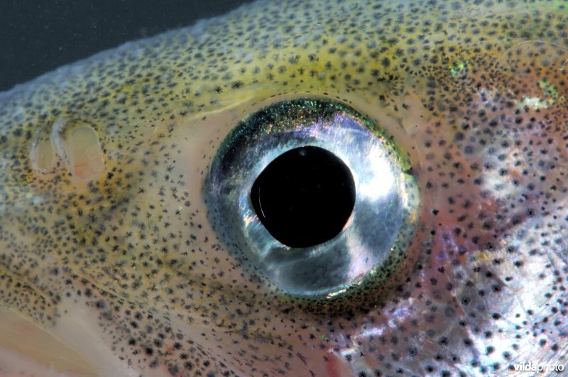 Een oog van een spiering
