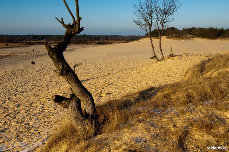 Loonse en Drunense Duinen